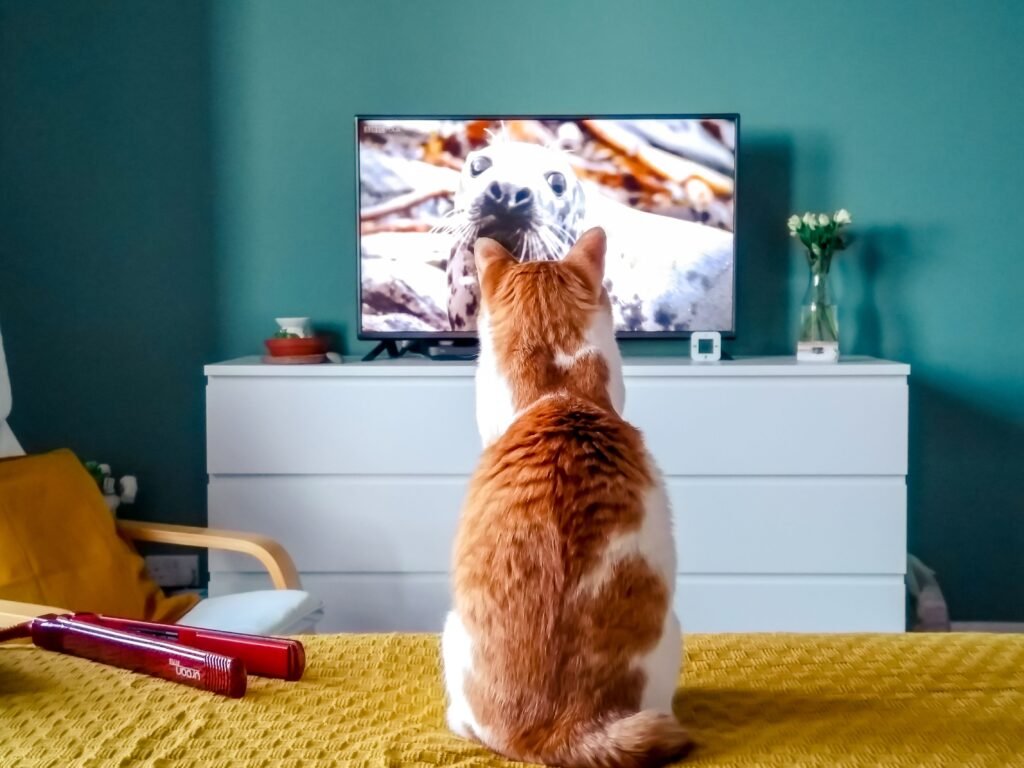Entretenimento Digital: Como o IPTV Está Transformando a Maneira de Assistir TV