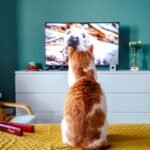 Entretenimento Digital: Como o IPTV Está Transformando a Maneira de Assistir TV